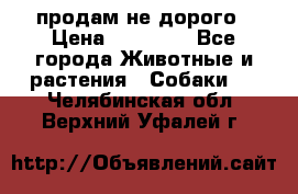 продам не дорого › Цена ­ 10 000 - Все города Животные и растения » Собаки   . Челябинская обл.,Верхний Уфалей г.